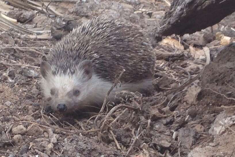 Image of Algerian Hedgehog