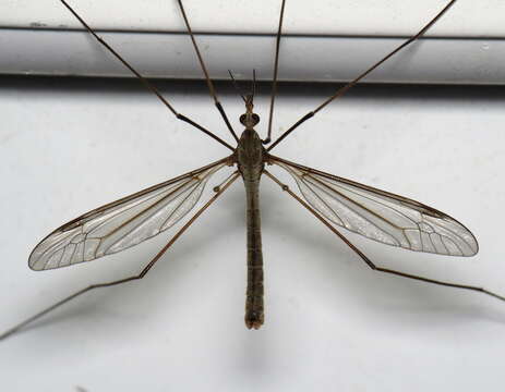 Image of Marsh crane fly