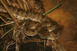 Image of Elegant pitviper