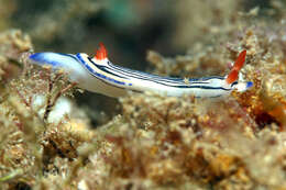 Image de Hypselodoris maritima (Baba 1949)