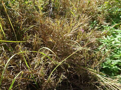 Plancia ëd Muhlenbergia frondosa (Poir.) Fernald