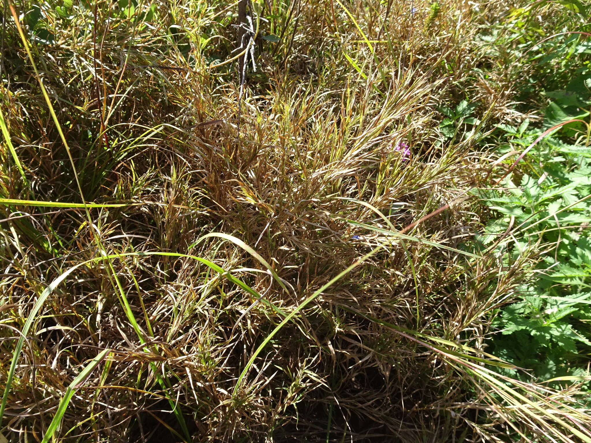 Plancia ëd Muhlenbergia frondosa (Poir.) Fernald