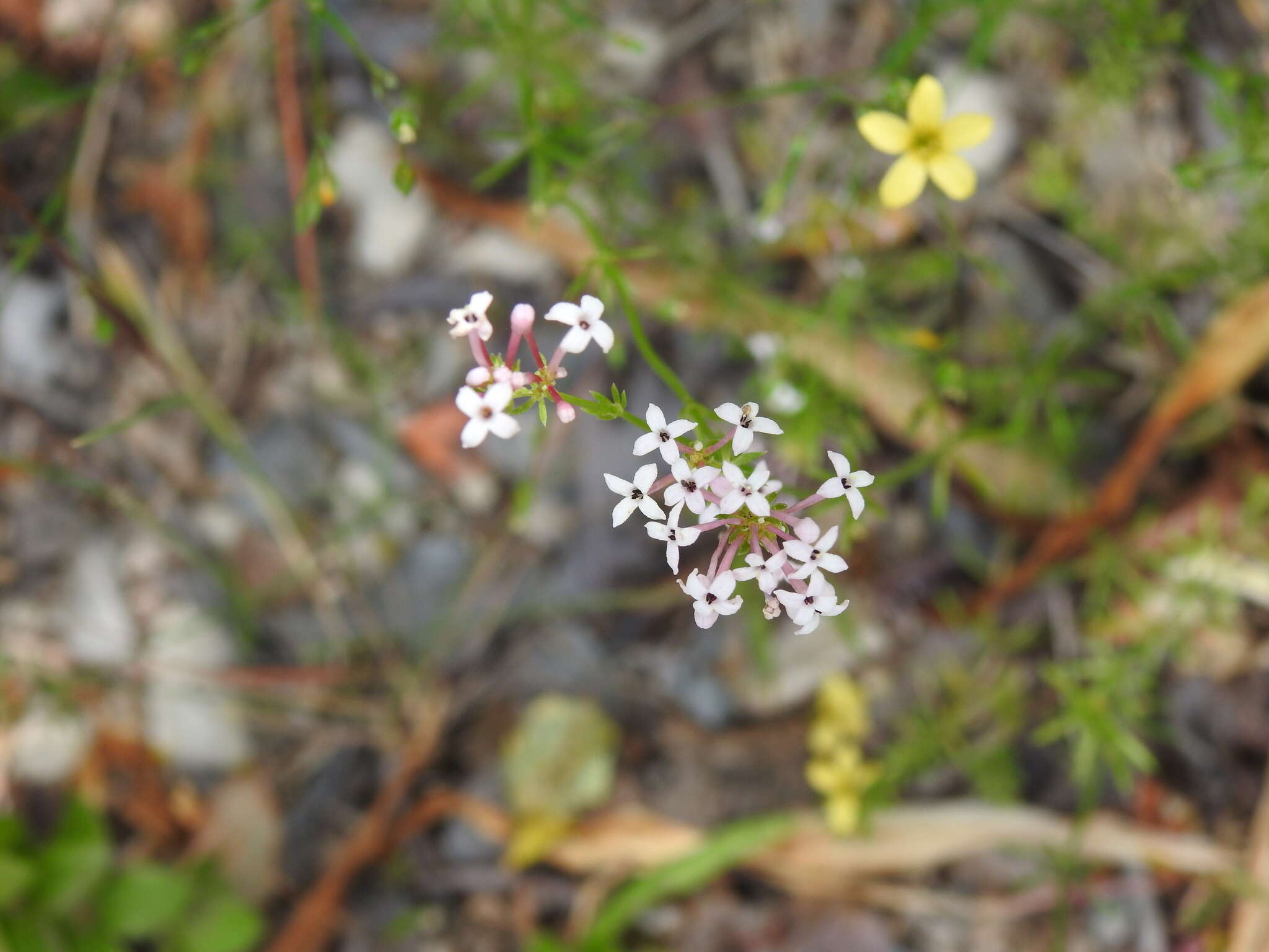 Plancia ëd Asperula hirsuta Desf.