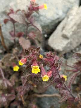 Image of Lindenbergia muraria (Roxb. ex D. Don) Brühl