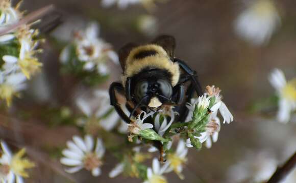 Image of Xylocopa virginica texana Cresson 1872