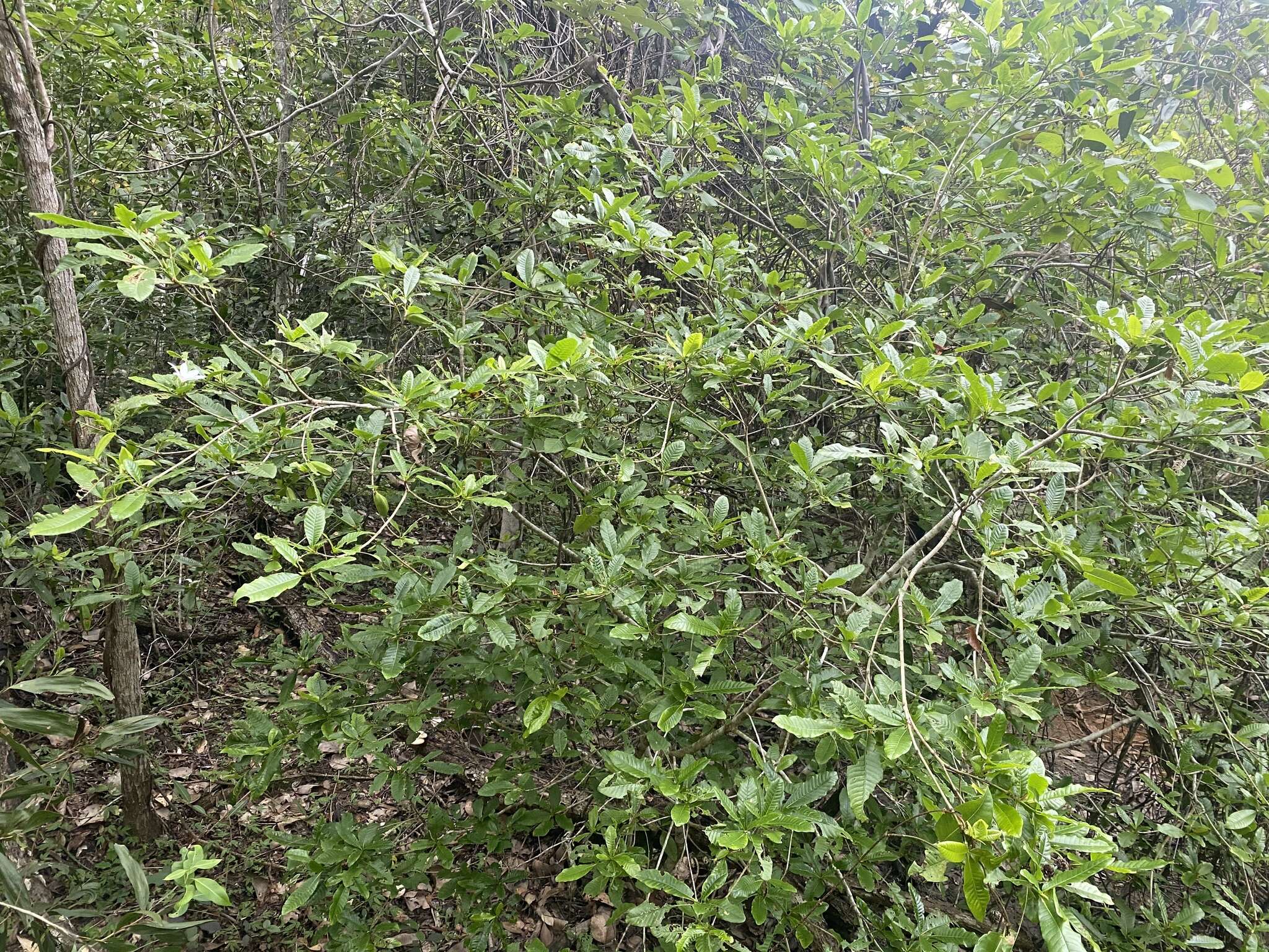 Imagem de Gardenia scabrella Puttock