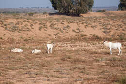 Image of Addax