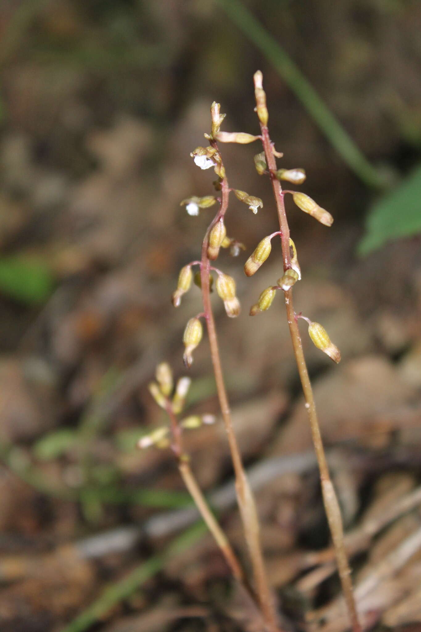 Слика од Corallorhiza odontorhiza (Willd.) Nutt.