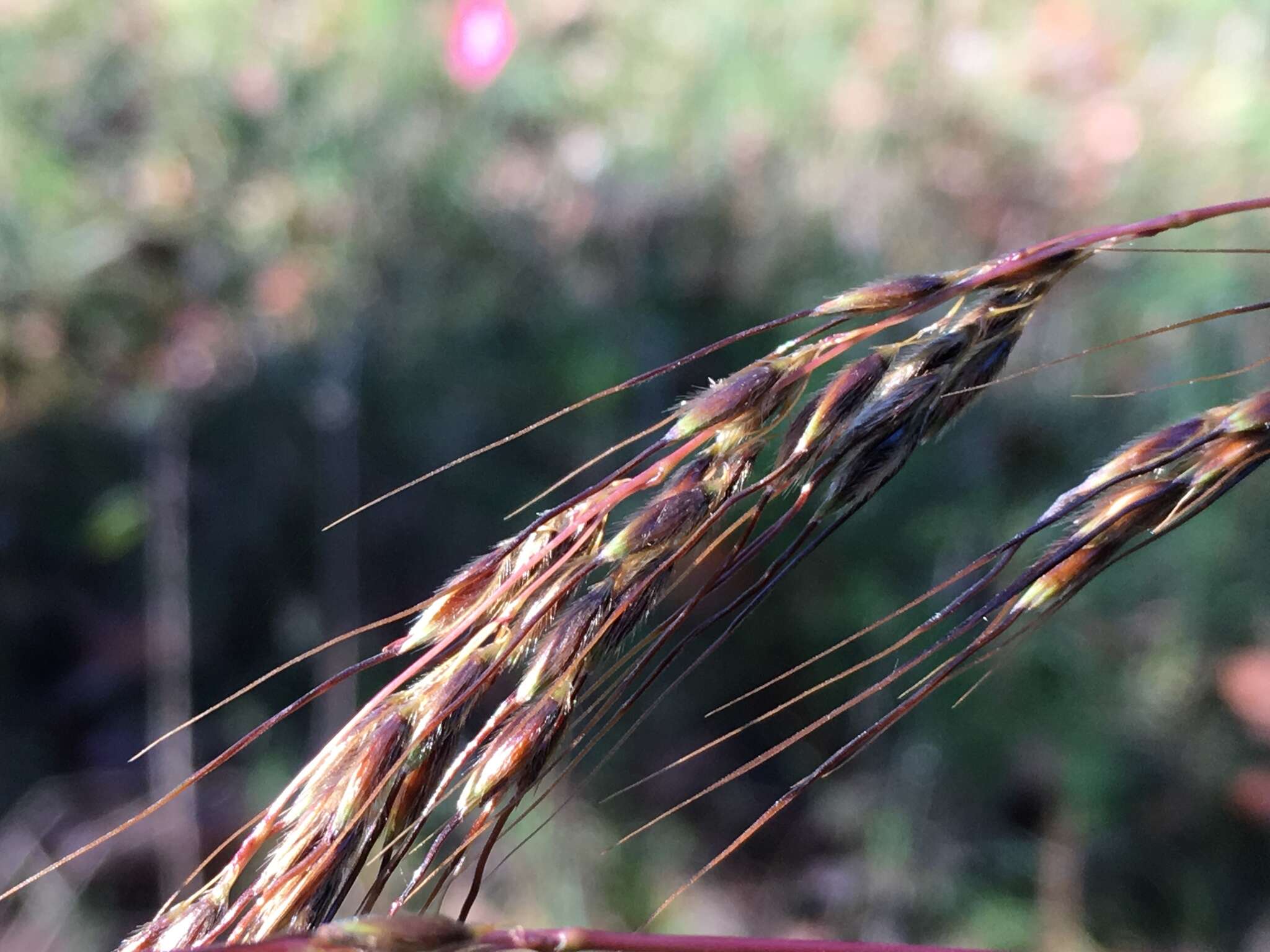 Image of slender Indiangrass