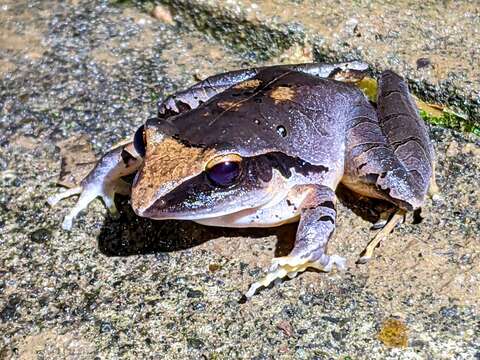 Image of Tilaran Robber Frog