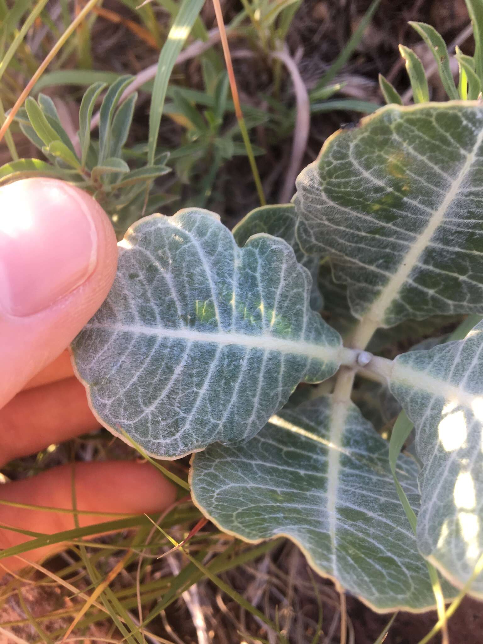 Asclepias nummularia Torr. resmi