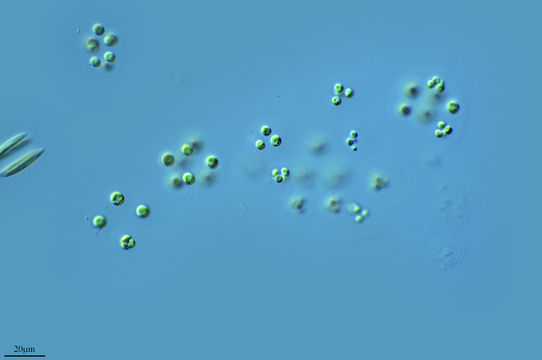 Image of <i>Sphaerocystis schroeteri</i>