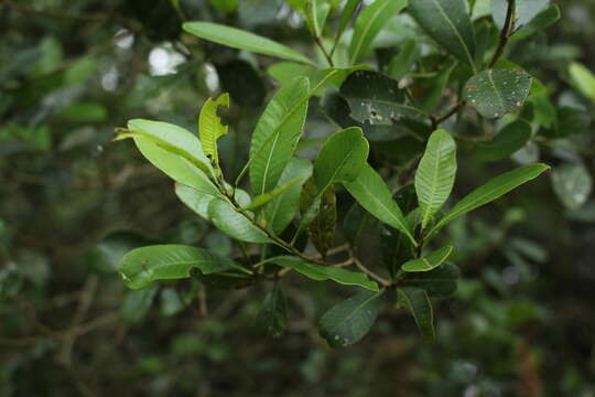 Image of Lithraea brasiliensis March.