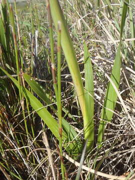 Imagem de Watsonia laccata (Jacq.) Ker Gawl.