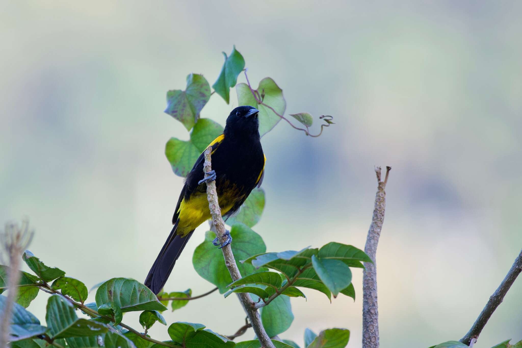 Image of Puerto Rican Oriole