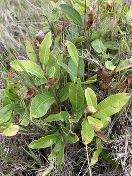 Lithraea brasiliensis March.的圖片