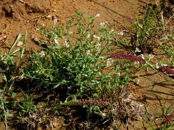 Image de Sutera halimifolia (Benth.) Kuntze