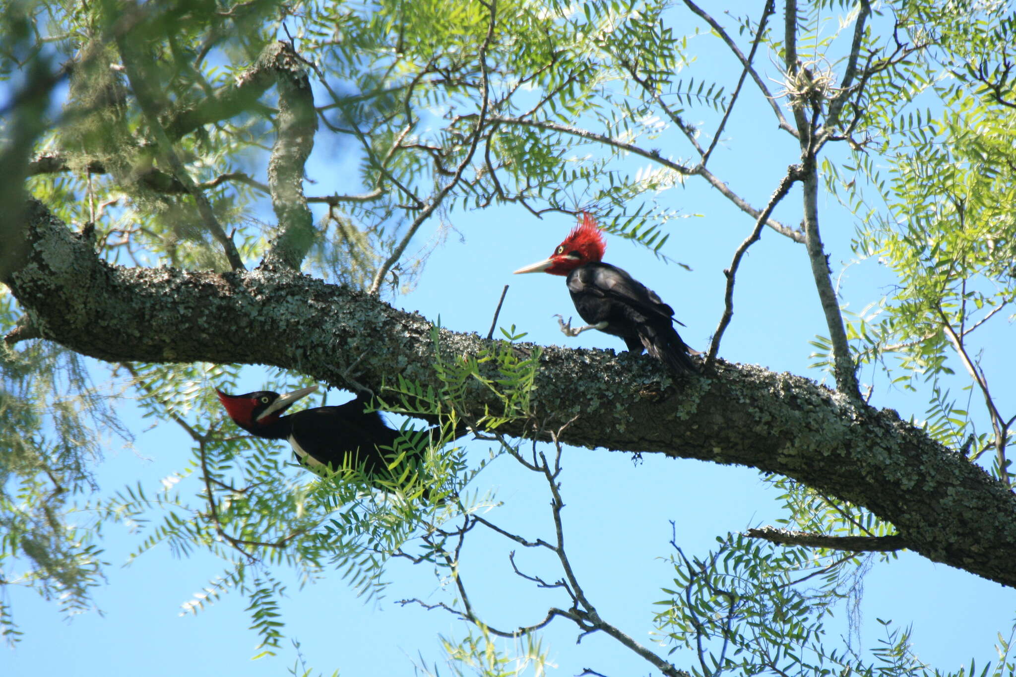 Image of Cream-backed Woodpecker