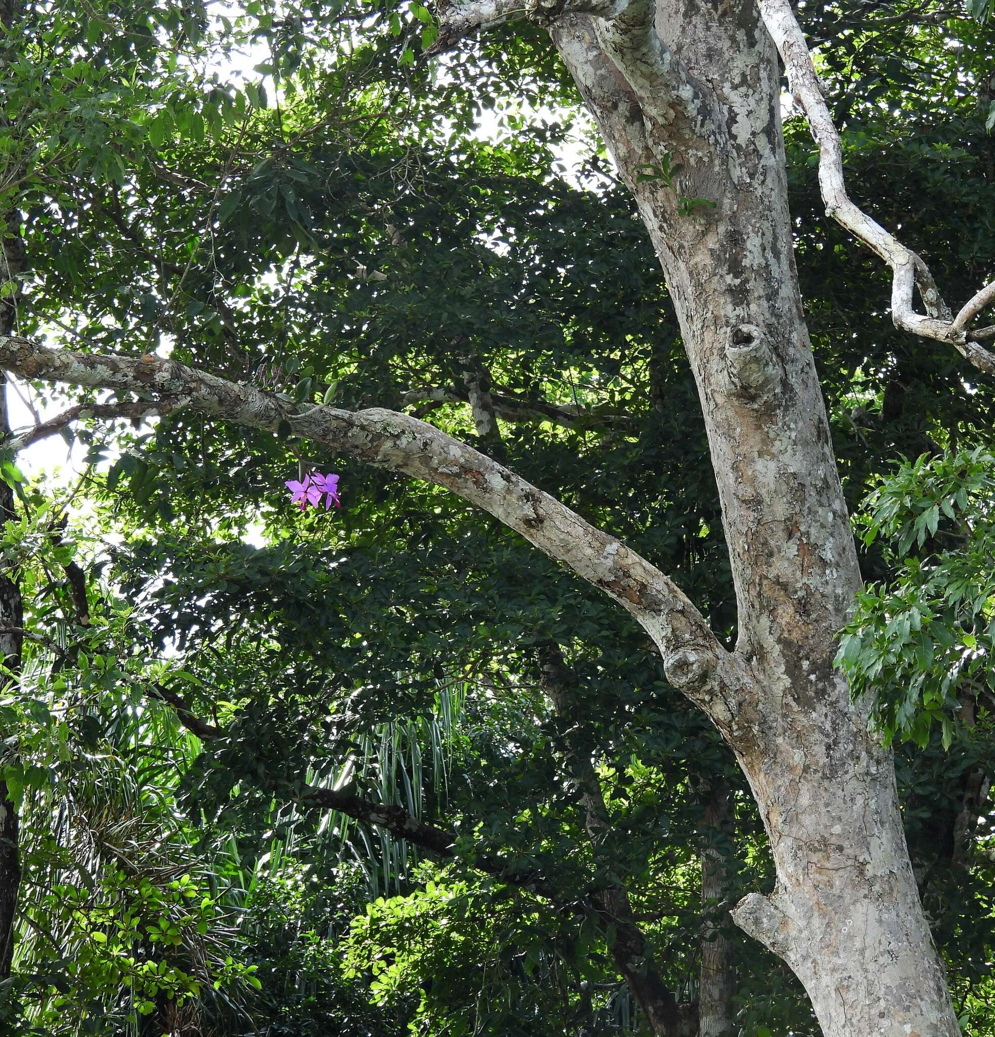 Image of Violet Cattleya