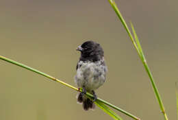 Image of Dubois's Seedeater