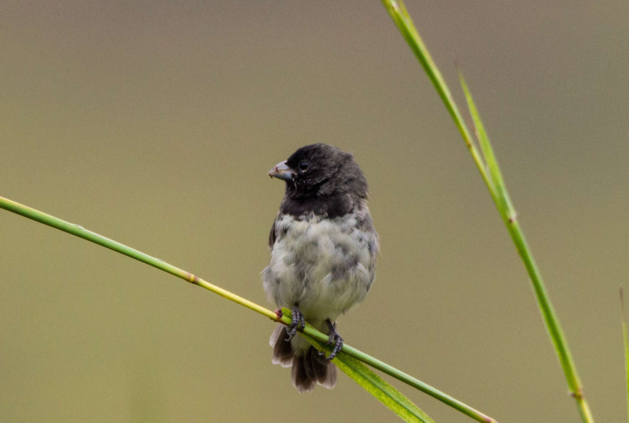 Image of Dubois's Seedeater