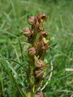 Image of Frog orchid