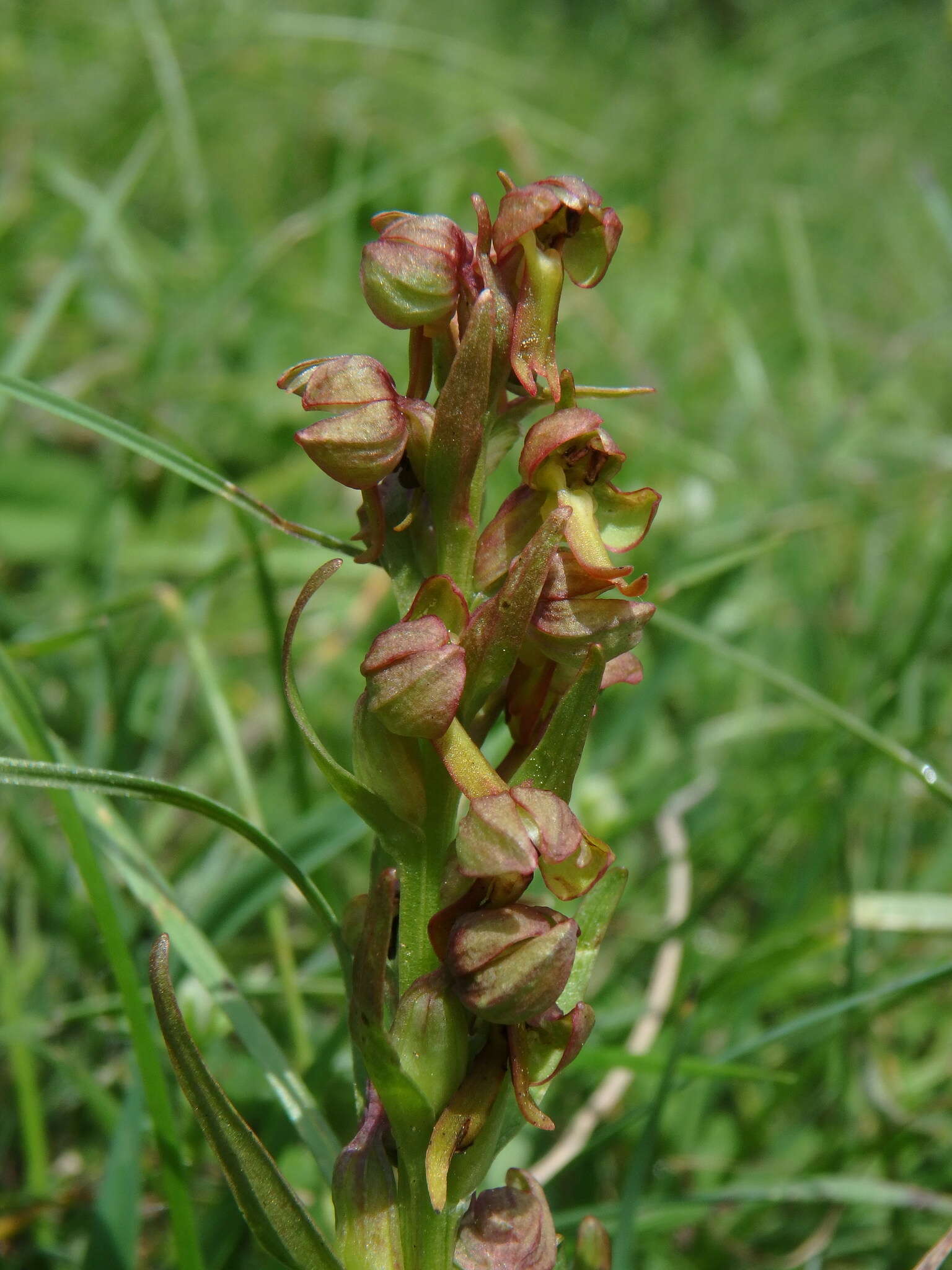 Image of Frog orchid