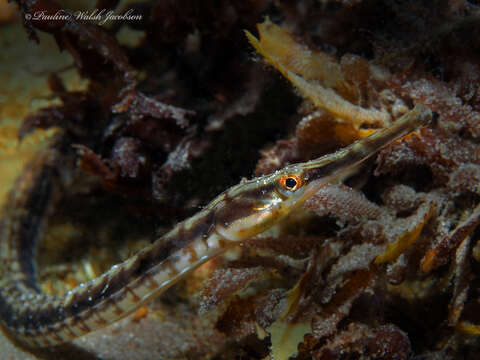 Image of Chain pipefish