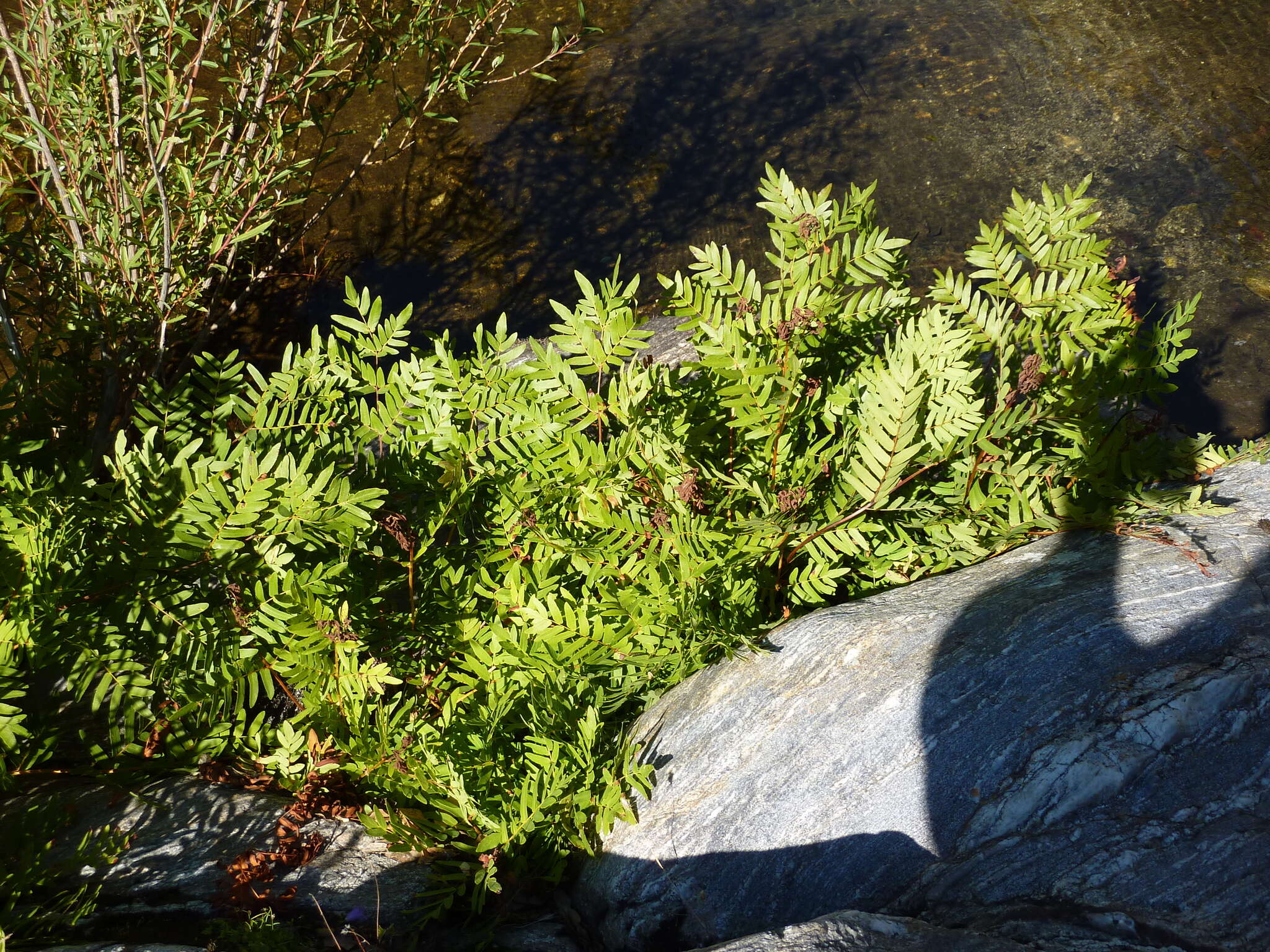 Imagem de Osmunda regalis L.