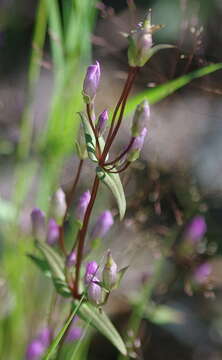 Image of fourpart dwarf gentian