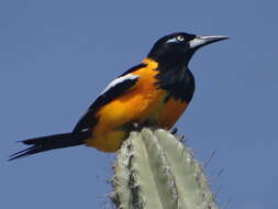 Image of Venezuelan Troupial