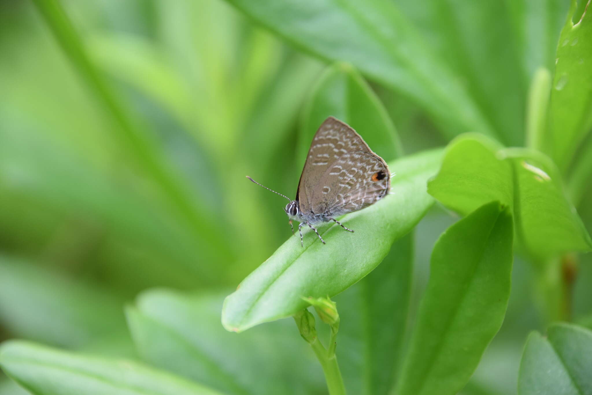 Imagem de Anthene lycaenina miya (Fruhstorfer 1916)