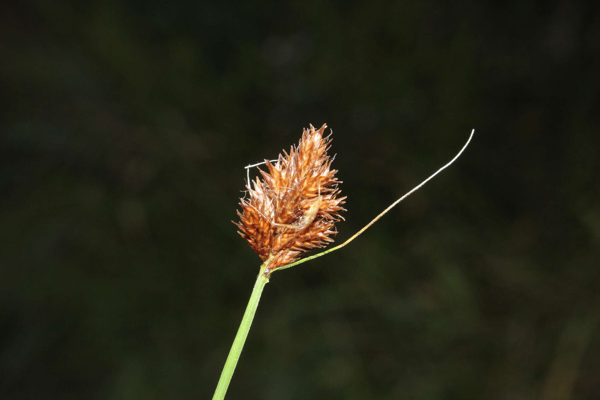 Image of Bebb's sedge