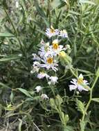 Imagem de Schizanthus porrigens subsp. porrigens