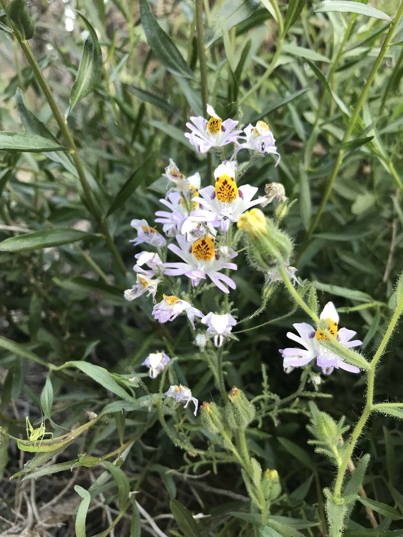 Image of Schizanthus porrigens subsp. porrigens