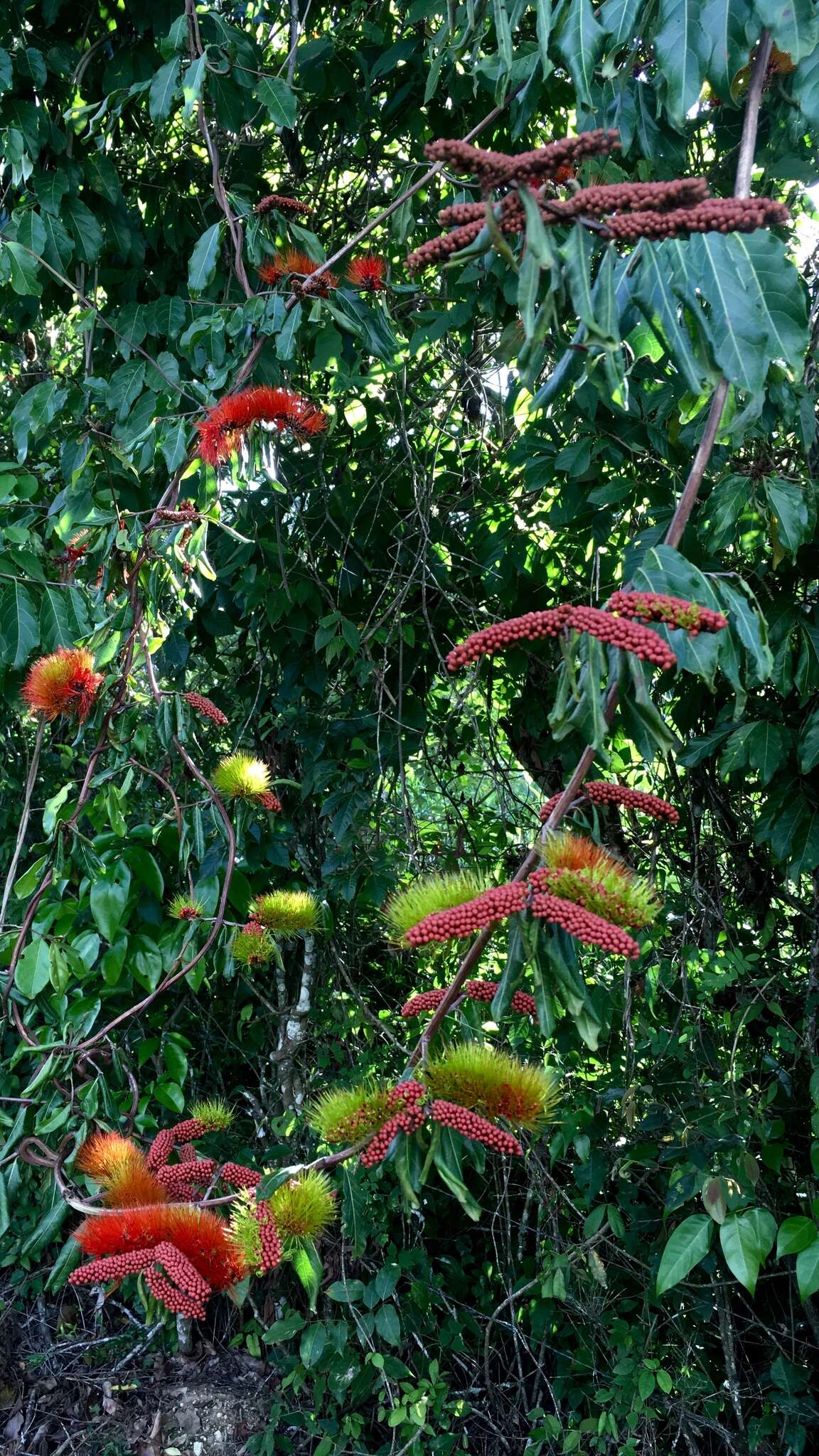 Image of Combretum fruticosum (Loefl.) Stuntz