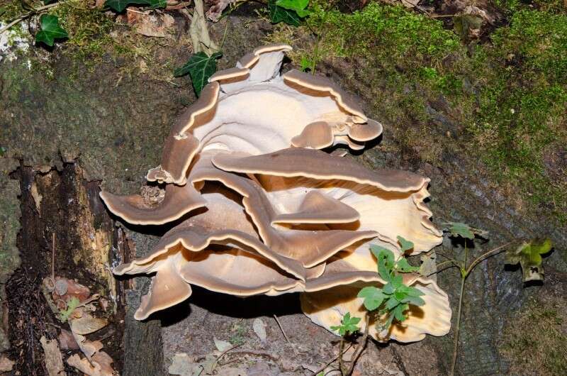 Image de Polypore géant