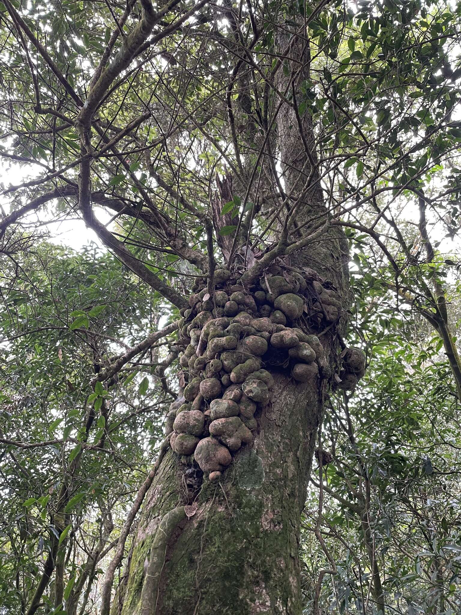 Image of Vaccinium emarginatum Hayata