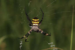 Image of Argiope amoena L. Koch 1878