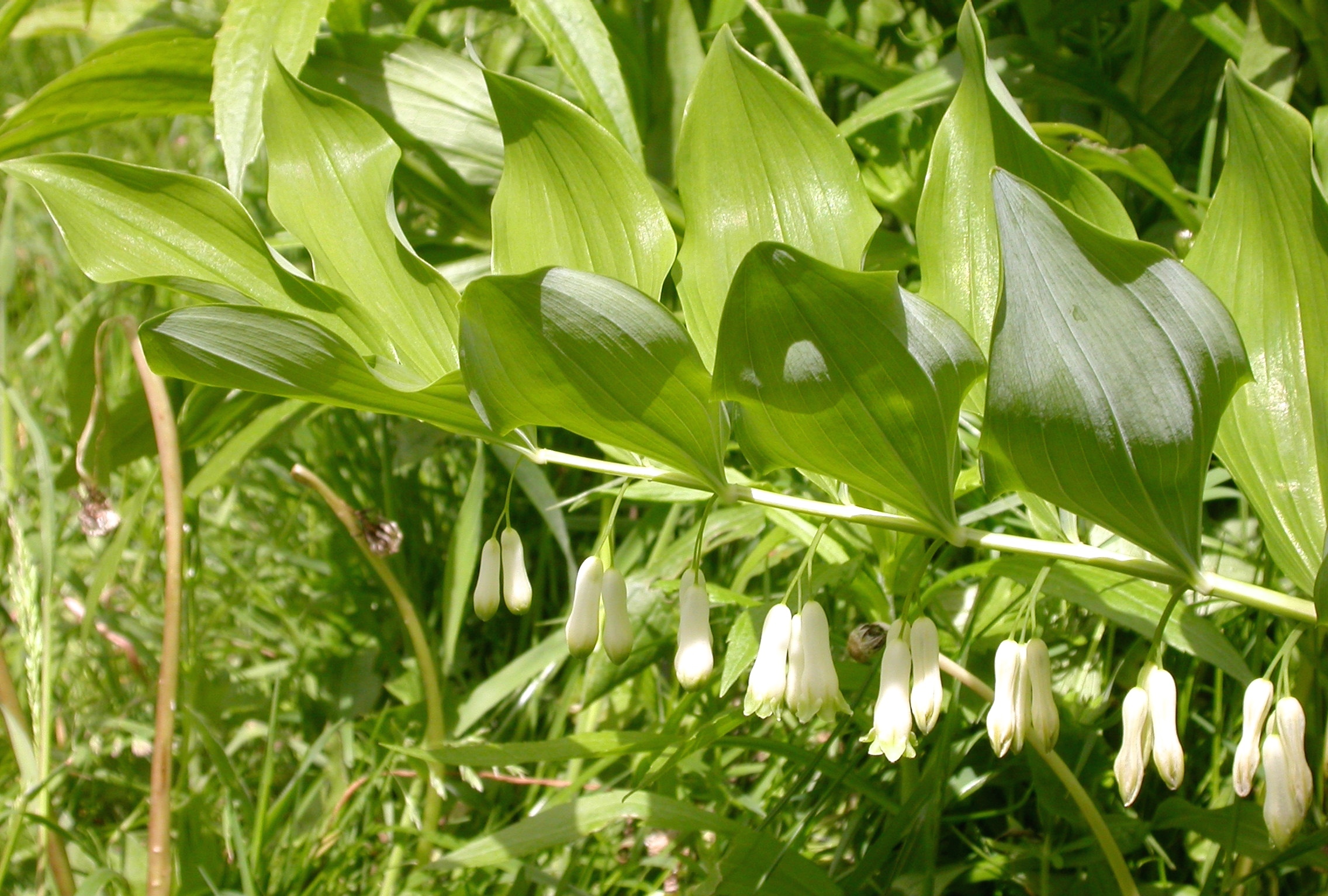 Polygonatum multiflorum (rights holder: Wildlife in a Dorset garden.)