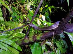 Image of Red-sided Keelback Water Snake