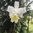 صورة Sobralia leucoxantha Rchb. fil.