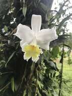 صورة Sobralia leucoxantha Rchb. fil.