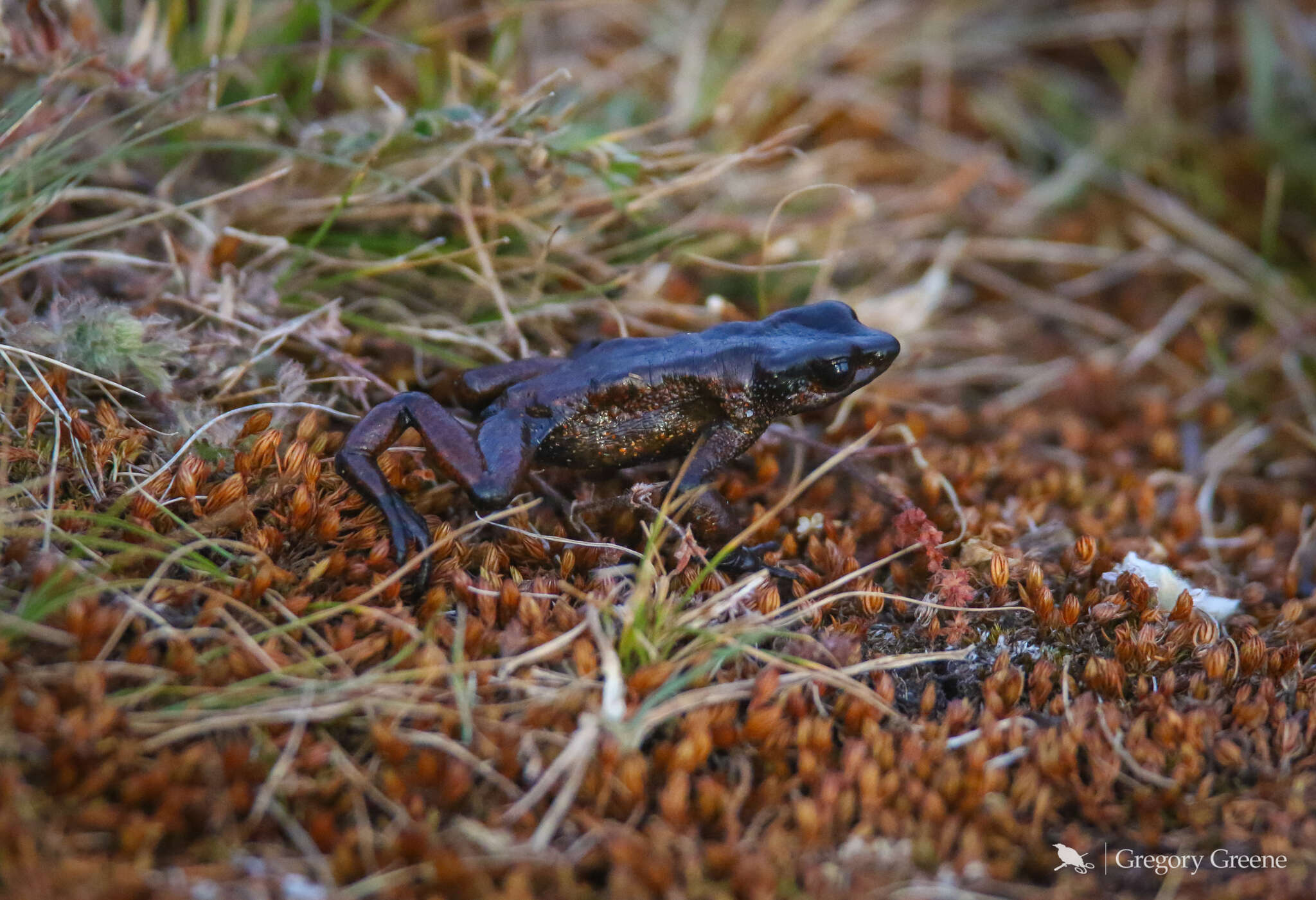 Image of Guajira Stubfoot Toad