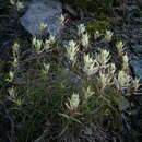 Image of Castilleja tenella Rebr.