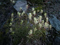 Image of Castilleja tenella Rebr.