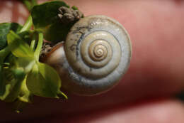 Image of Carthusian snail