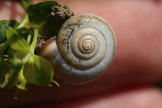 Image of Carthusian snail