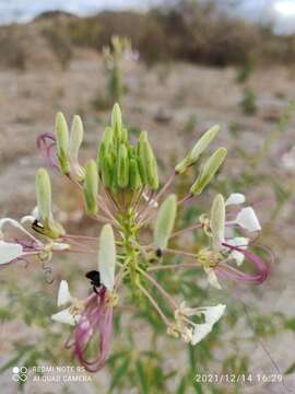 Image of Tarenaya longicarpa Soares Neto & Roalson