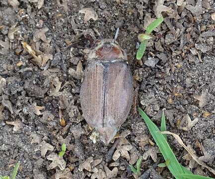 Image of chestnut cockchafer